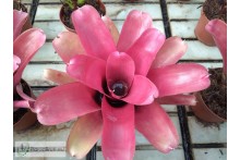 Neoregelia Samut Prakan