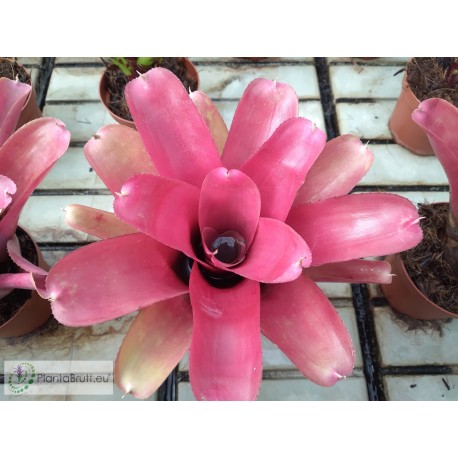 Neoregelia Samut Prakan