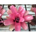 Neoregelia Samut Prakan