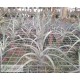 Tillandsia Impression Perfection (albida x concolor)