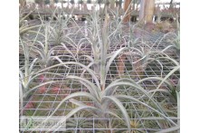 Tillandsia Impression Perfection (albida x concolor)