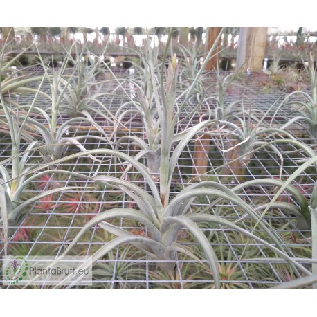 Tillandsia Impression Perfection (albida x concolor)