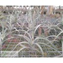 Tillandsia Impression Perfection (albida x concolor)