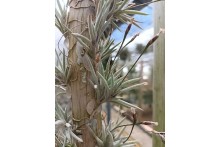 Tillandsia capillaris Rose Flower