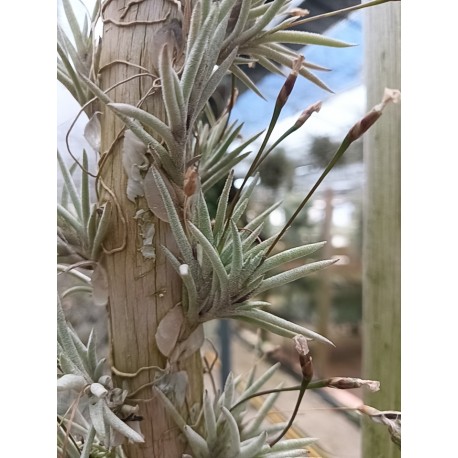 Tillandsia capillaris Rose Flower