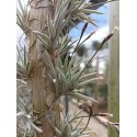 Tillandsia capillaris Rose Flower