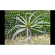 Tillandsia Jes (exserta x brachycaulos)