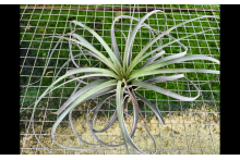 Tillandsia Jes (exserta x brachycaulos)