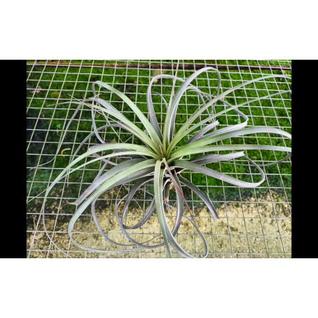 Tillandsia Jes (exserta x brachycaulos)