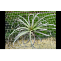 Tillandsia Jes (exserta x brachycaulos)