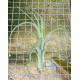 Tillandsia Twisted Tim (intermedia X capitata)