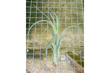 Tillandsia Jes (exserta X brachycaulos)