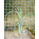 Tillandsia Twisted Tim (intermedia X capitata)