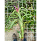 Tillandsia Twisted Tim (intermedia X capitata)
