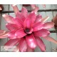 Neoregelia Pyramid Beauty Orange