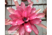 Neoregelia Pyramid Beauty Orange