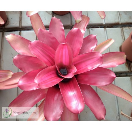 Neoregelia Pyramid Beauty Orange