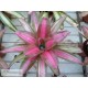 Neoregelia Cookie