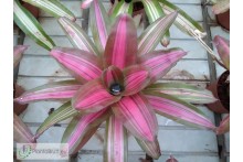 Neoregelia Cookie