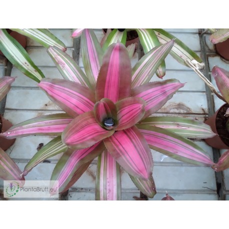 Neoregelia Cookie