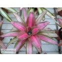 Neoregelia Cookie