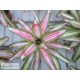 Neoregelia Tricolor