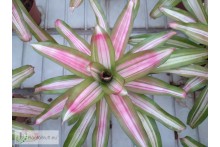 Neoregelia Tricolor