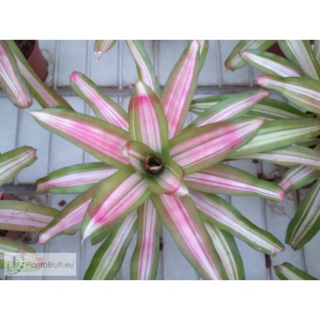 Neoregelia Tricolor