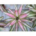 Neoregelia Tricolor