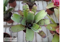 Neoregelia Tiger Hybrid
