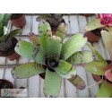 Neoregelia Tiger Hybrid