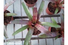 Neoregelia Zeus