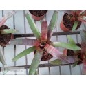 Neogelia Zeus