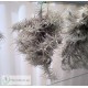Tillandsia stellifera clumb XL