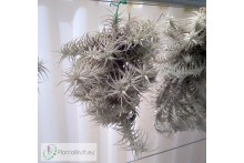 Tillandsia stellifera clumb XL