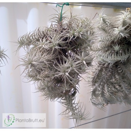 Tillandsia stellifera clumb XL