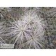 Tillandsia tectorum clumb XL