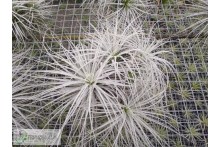 Tillandsia tectorum clumb XL
