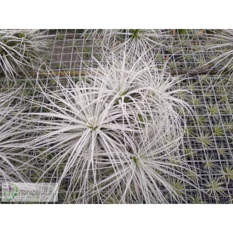Tillandsia tectorum clumb XL