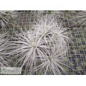 Tillandsia tectorum clumb XL