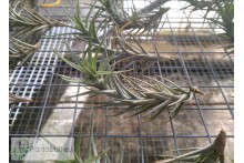 Tillandsia cocoensis