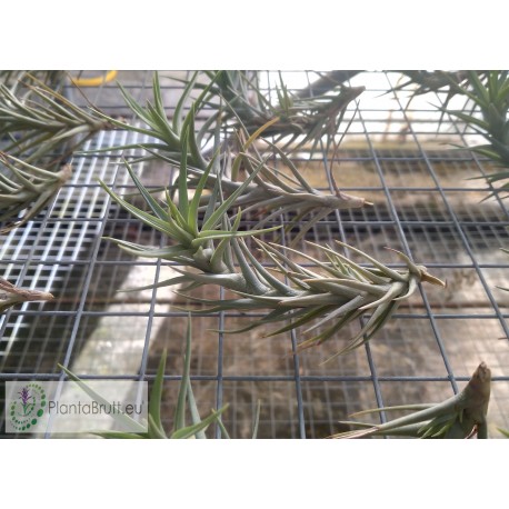 Tillandsia cocoensis