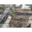 Tillandsia cocoensis