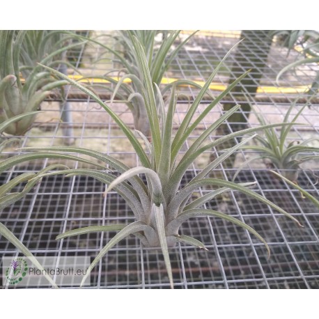Tillandsia ionantha x caput medusae