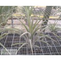 Tillandsia ionantha x caput medusae