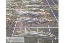 Tillandsia kirschnekii