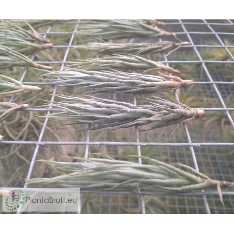 Tillandsia kirschnekii