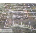 Tillandsia kirschnekii