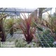 Tillandsia Timm's Outburst