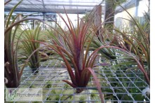 Tillandsia Timm's Outburst